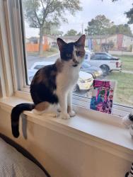 Lost Female Cat last seen 75th st and nieman shawnee ks, Shawnee, KS 66214