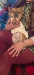 Lost Male Dog last seen Dollar general 79st, Miami, FL 33150