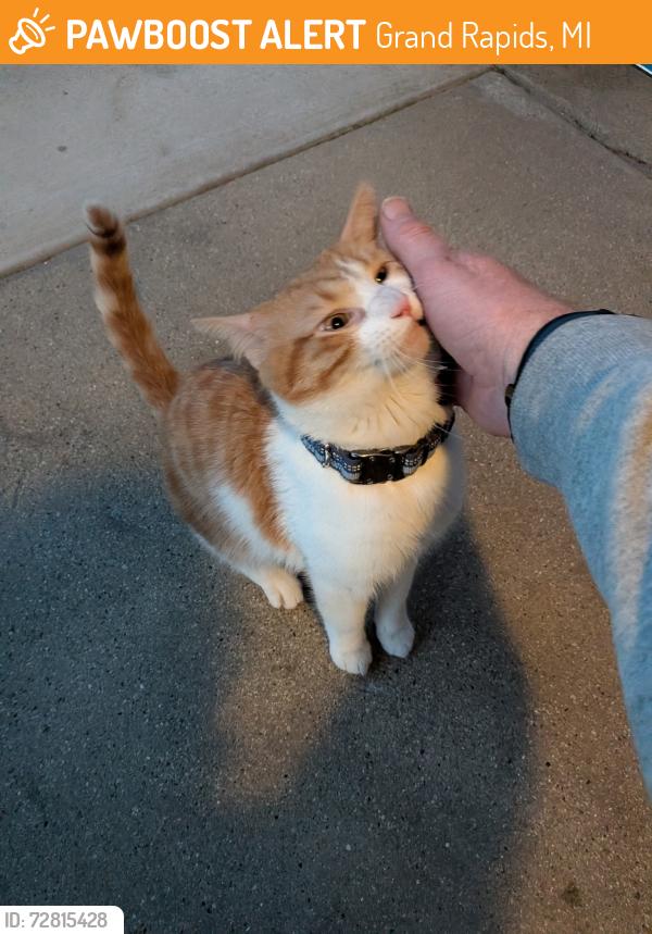 Found/Stray Male Cat last seen Logan at Giddings , Grand Rapids, MI 49506
