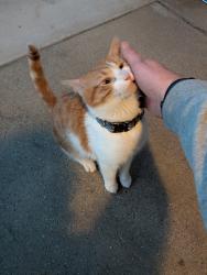 Found/Stray Male Cat last seen Logan at Giddings , Grand Rapids, MI 49506