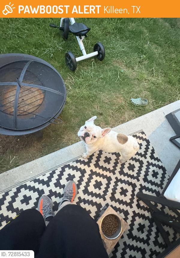 Found/Stray Unknown Dog last seen James Parker circle , Killeen, TX 76541