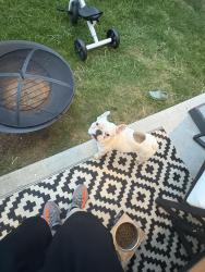 Found/Stray Unknown Dog last seen James Parker circle , Killeen, TX 76541