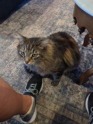 Lost Male Cat last seen Blackberry Road, Holtville, AL 36022