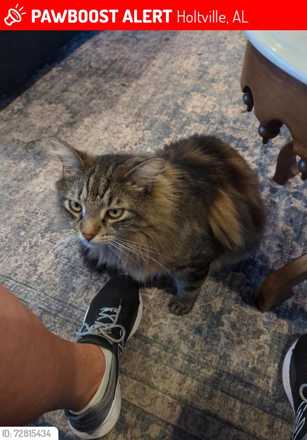 Lost Male Cat last seen Blackberry Road, Holtville, AL 36022