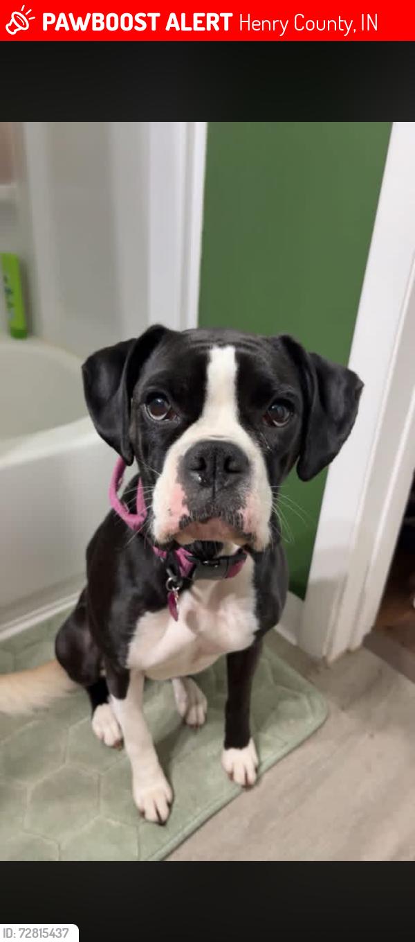 Lost Female Dog last seen Messick Road and Hillsboro Road, Henry County, IN 47362