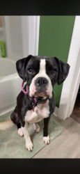 Lost Female Dog last seen Messick Road and Hillsboro Road, Henry County, IN 47362