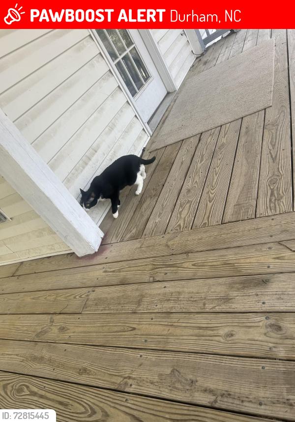 Lost Female Cat last seen  Peyton ave.  Durham Nc 27703, Durham, NC 27703
