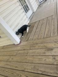 Lost Female Cat last seen  Peyton ave.  Durham Nc 27703, Durham, NC 27703