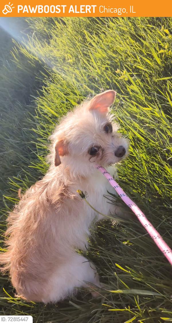 Found/Stray Female Dog last seen Humboldt park 60647, Chicago, IL 60651