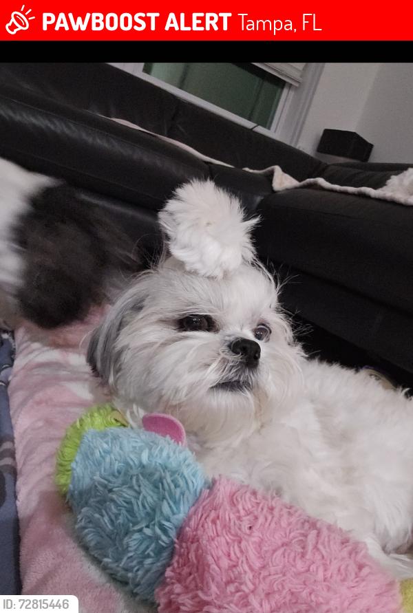 Lost Female Dog last seen W robson st and coarsey dr and Howard ave, Tampa, FL 33604