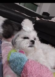 Lost Female Dog last seen W robson st and coarsey dr and Howard ave, Tampa, FL 33604