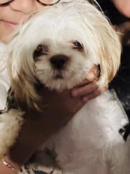 Lost Female Dog last seen Near nw 33 st okc ok 73112, Oklahoma City, OK 73112