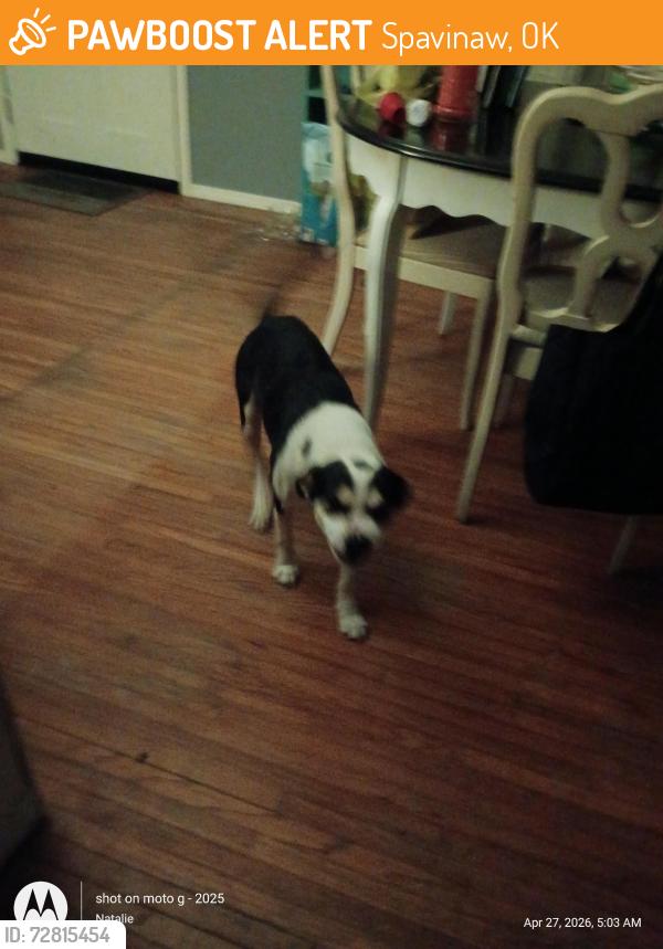 Found/Stray Male Dog last seen Dollar General , Spavinaw, OK 74366