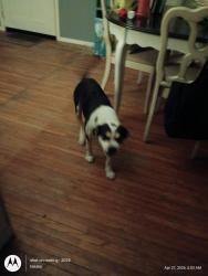 Found/Stray Male Dog last seen Dollar General , Spavinaw, OK 74366