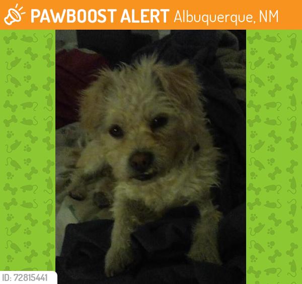 Found/Stray Male Dog last seen Central and 98th, Albuquerque, NM 87121