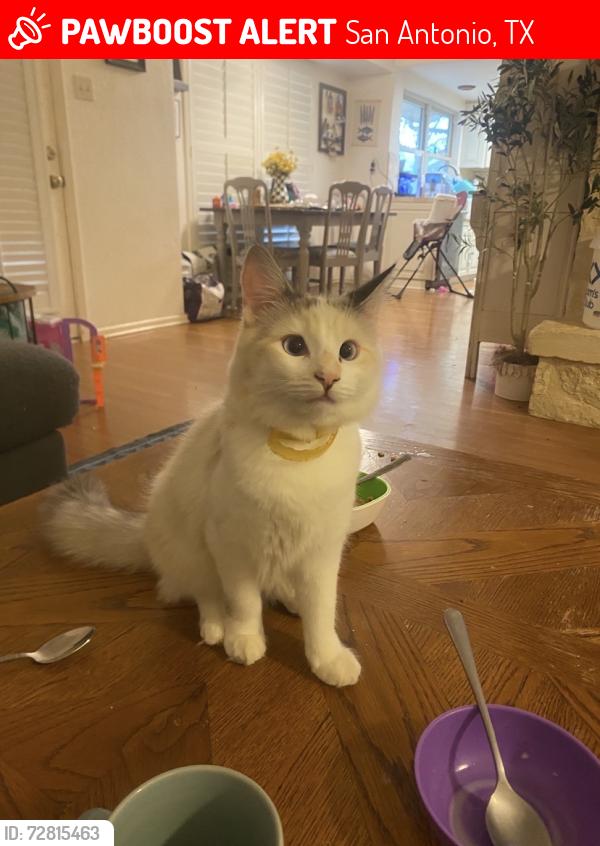 Lost Female Cat last seen Crownpiece & Walking Gait, San Antonio, TX 78240