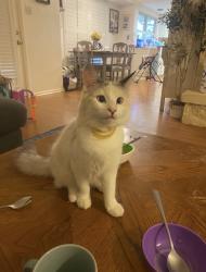 Lost Female Cat last seen Crownpiece & Walking Gait, San Antonio, TX 78240