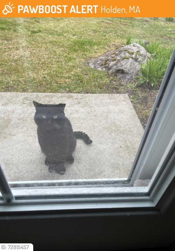 Found/Stray Unknown Cat last seen Fairchild Ave and Holden St, Holden, MA 01520
