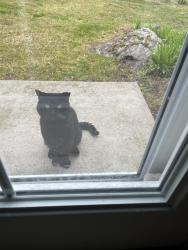 Found/Stray Unknown Cat last seen Fairchild Ave and Holden St, Holden, MA 01520