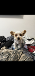 Lost Male Dog last seen Winter Park Fl 32792, Winter Park, FL 32789