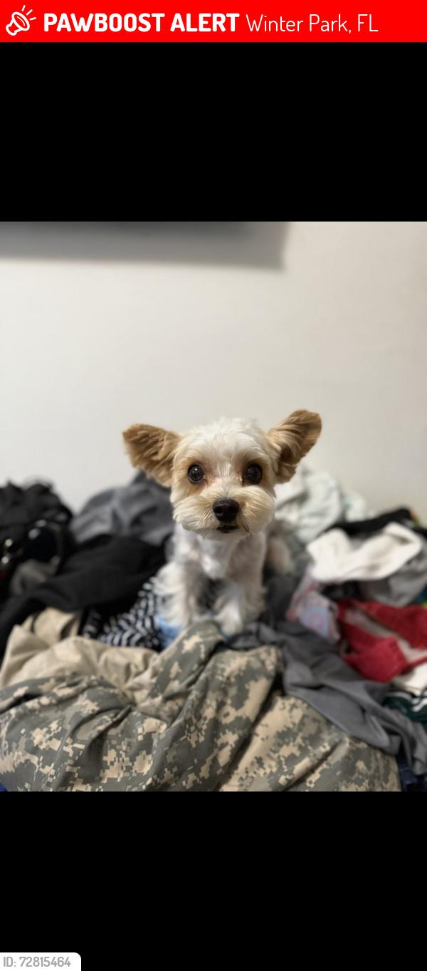 Lost Male Dog last seen Winter Park Fl 32792, Winter Park, FL 32789