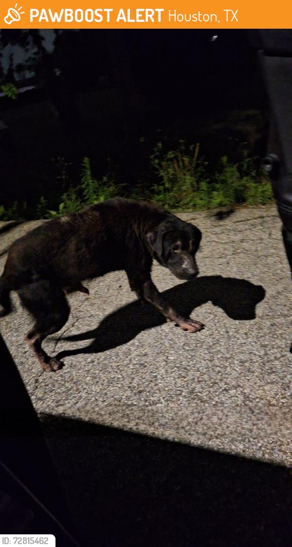 Found/Stray Unknown Dog last seen Straight across from the church in a driveway, Houston, TX 77016