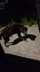 Found/Stray Unknown Dog last seen Straight across from the church in a driveway, Houston, TX 77016