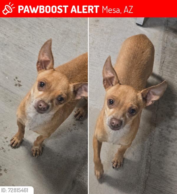 Lost Male Dog last seen Guadalupe and Hawes , Mesa, AZ 85212