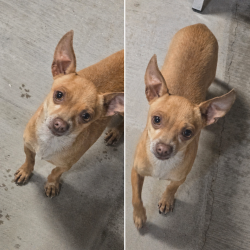 Lost Male Dog last seen Guadalupe and Hawes , Mesa, AZ 85212