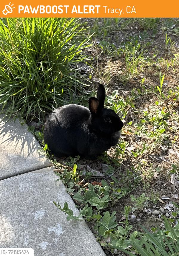 Found/Stray Unknown Rabbit last seen Lynn St and Alexandria Dr, Tracy, CA 95391