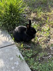 Found/Stray Unknown Rabbit last seen Lynn St and Alexandria Dr, Tracy, CA 95391