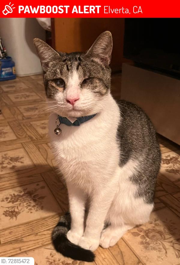 Lost Male Cat last seen El Modena Ave and Delano, Elverta, CA 95626