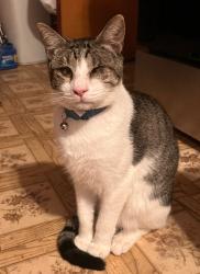 Lost Male Cat last seen El Modena Ave and Delano, Elverta, CA 95626