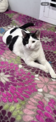 Lost Male Cat last seen 45th and Morgan, Los Angeles, CA 90011