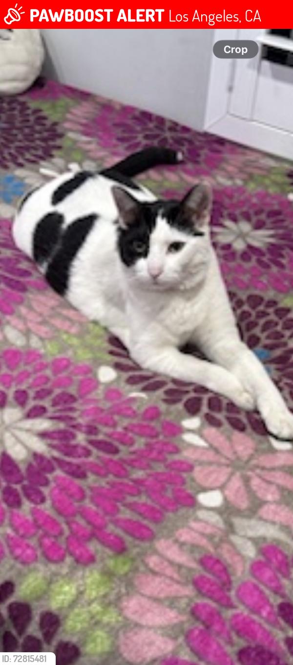 Lost Male Cat last seen 45th and Morgan, Los Angeles, CA 90011