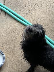 Found/Stray Male Dog last seen Tanner Rd, Taylors, SC 29687