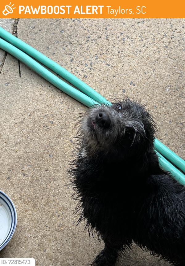 Found/Stray Male Dog last seen Tanner Rd, Taylors, SC 29687