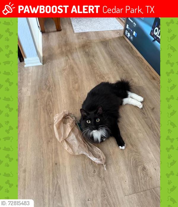 Lost Male Cat last seen Bagdad Road/Whitestone Blvd. Strip center with 7/11, eye dr., dentist, Cedar Park, TX 78613