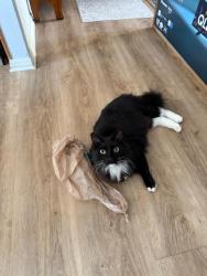Lost Male Cat last seen Bagdad Road/Whitestone Blvd. Strip center with 7/11, eye dr., dentist, Cedar Park, TX 78613