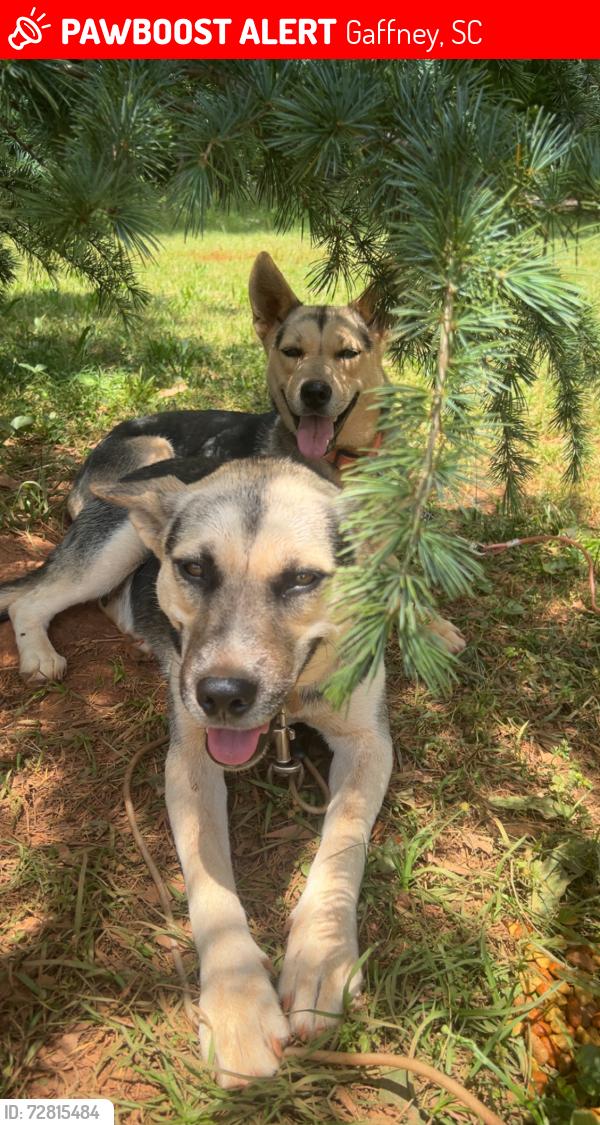 Lost Female Dog last seen Going toward boulevard , Gaffney, SC 29341