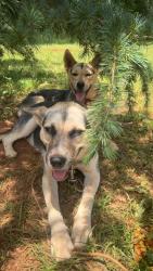 Lost Female Dog last seen Going toward boulevard , Gaffney, SC 29341