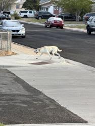 Found/Stray Male Dog last seen McFarland and Leisher Ave, Cheyenne, WY 82007