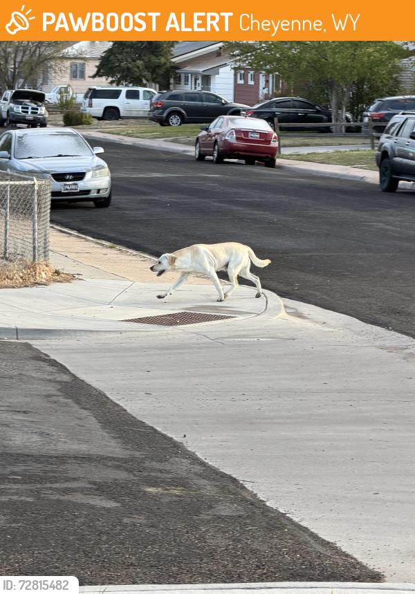 Found/Stray Male Dog last seen McFarland and Leisher Ave, Cheyenne, WY 82007