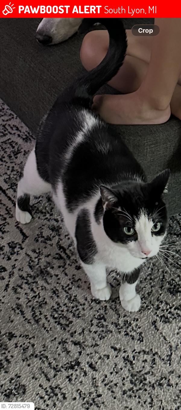 Lost Male Cat last seen Pontiac Trail between 11 mile and Silver Lake, South Lyon, MI 48178