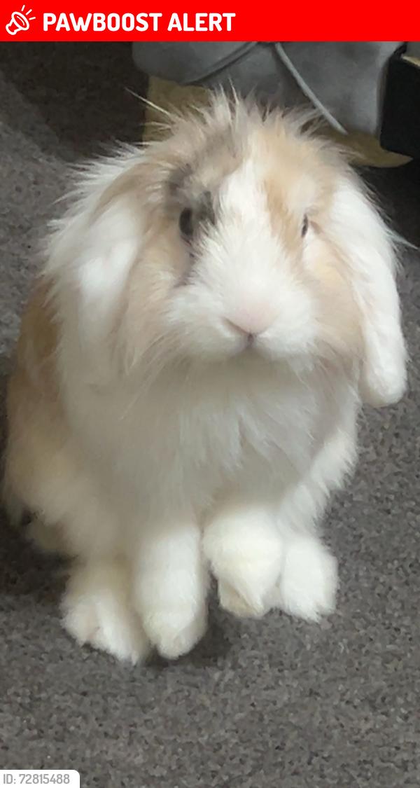 Lost Male Rabbit last seen infront of first class detailing and valeting , West Yorkshire, England WF13 3DS