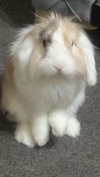 Lost Male Rabbit last seen infront of first class detailing and valeting , West Yorkshire, England WF13 3DS