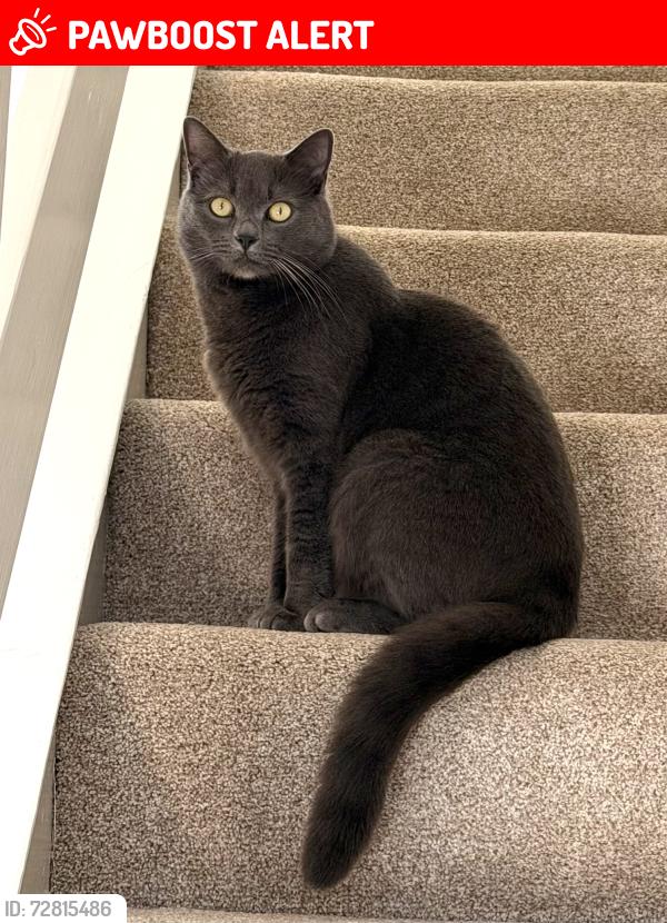 Lost Male Cat last seen Alley behind Langley Road / Bradshaw Street, Lancashire, England LA1