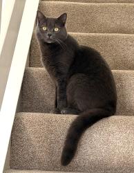 Lost Male Cat last seen Alley behind Langley Road / Bradshaw Street, Lancashire, England LA1