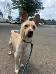 Shelter Stray Male Dog last seen HUNTERSVILLE, 8315 Byrum Dr, Charlotte, NC 28217, USA