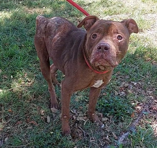 Shelter Stray Male Dog last seen Near BLOCK MIRAMAR PKY, MIRAMAR FL 33025, Davie, FL 33312
